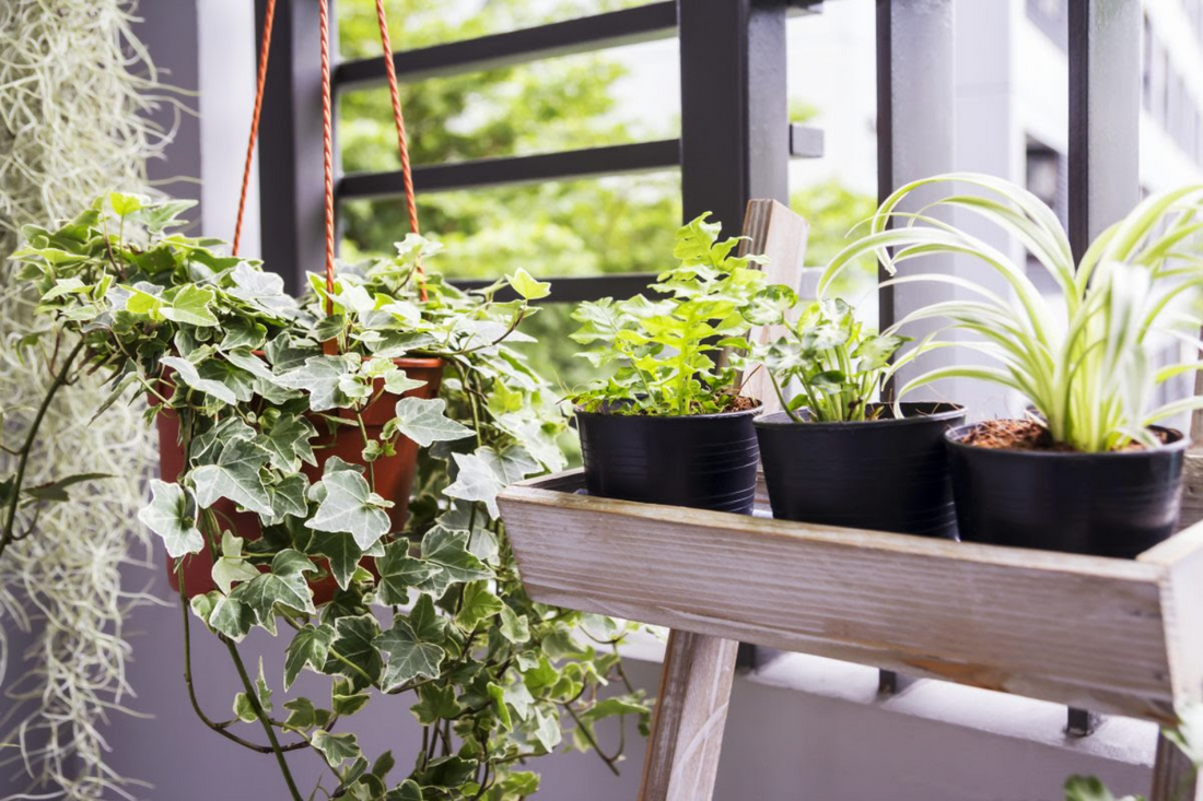 Grow Your Own Veggies This Summer!