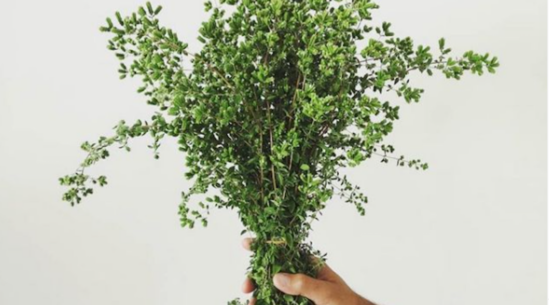 3 Foods that Promote Longevity & Prevent Disease
