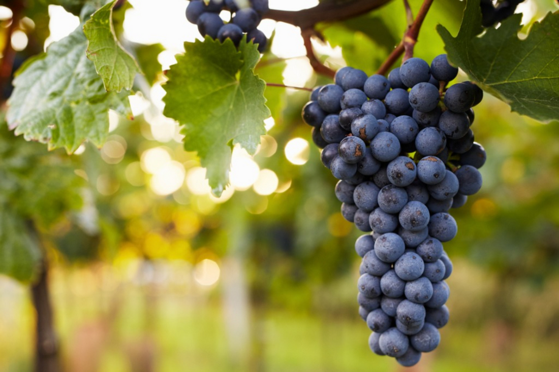 Ancient Ingredients, Modern Superpowers: The Grape Edition