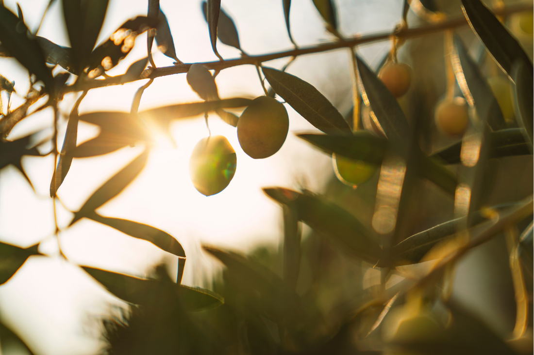 The Incredible Health Benefits of Extra Virgin Olive Oil